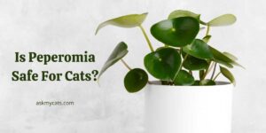 Is Peperomia Safe For Cats?