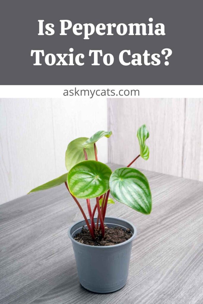 Is Peperomia Toxic To Cats?