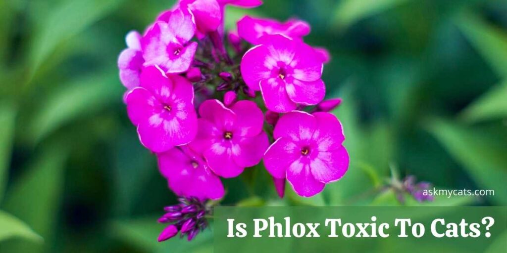 Is Phlox Toxic To Cats