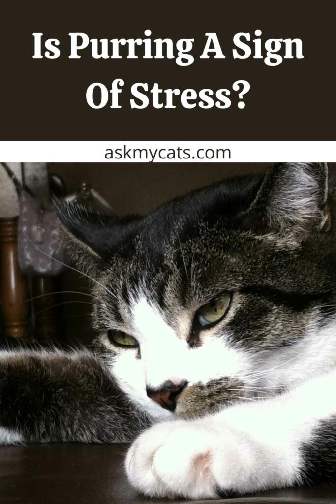 Is Purring A Sign Of Stress?