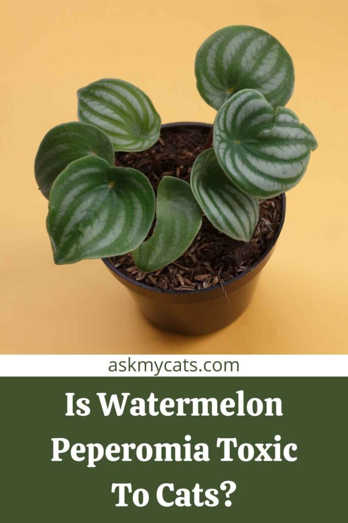 Is Watermelon Peperomia Toxic To Cats?