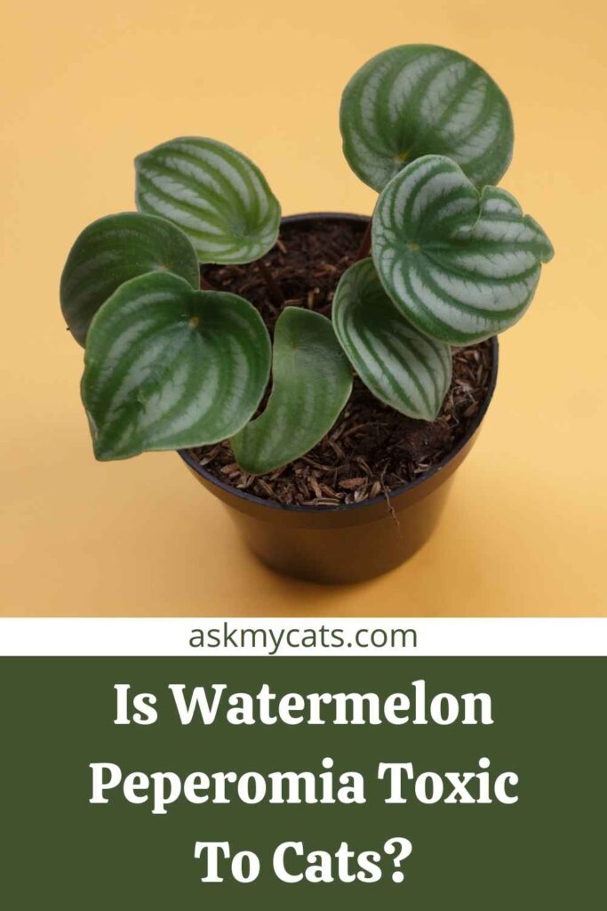 Is watermelon outlet toxic to cats