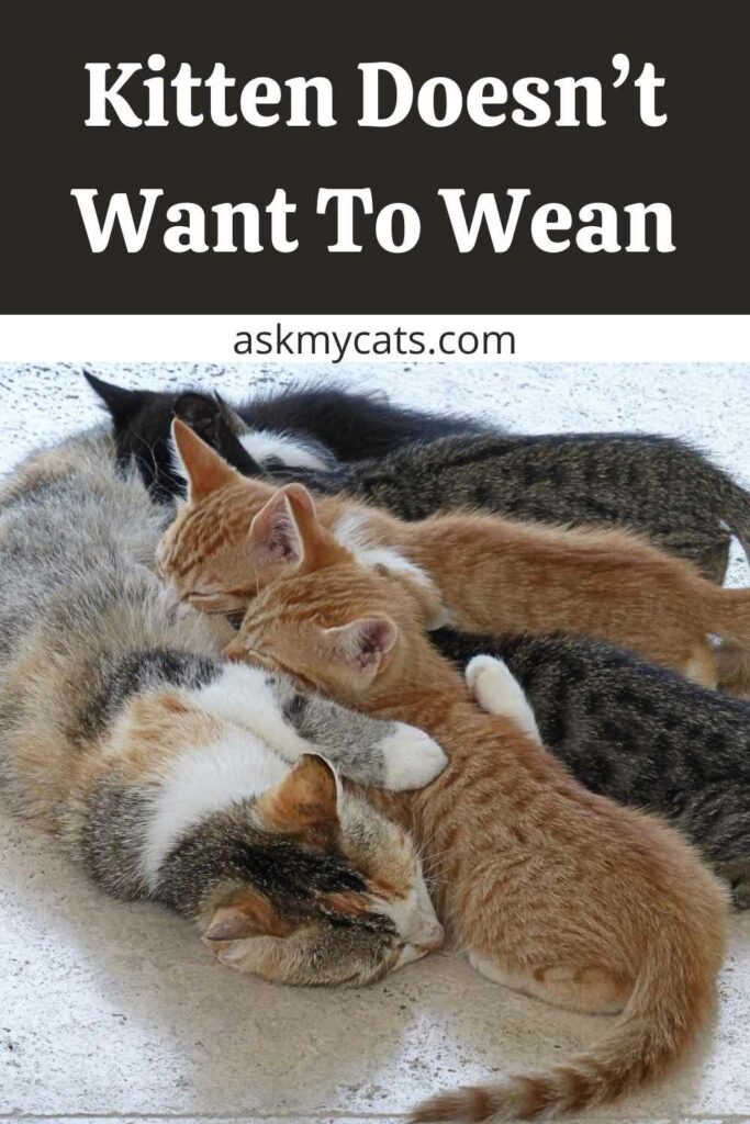 Kitten Doesn’t Want To Wean