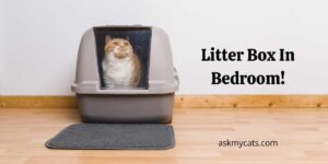 Litter Box In Bedroom! Is It Dangerous?