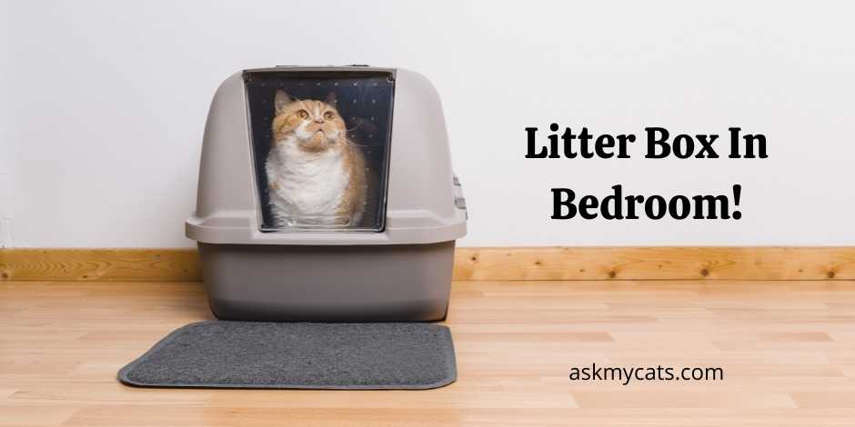 Cat litter shop in bedroom