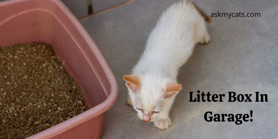 Litter Box In Garage