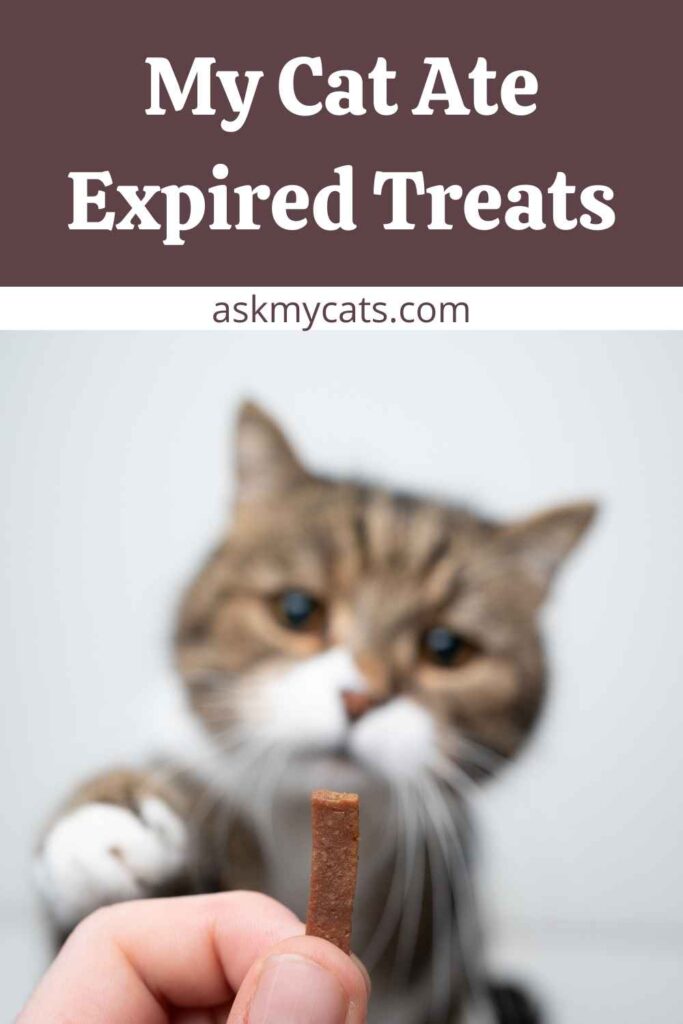 My Cat Ate Expired Treats