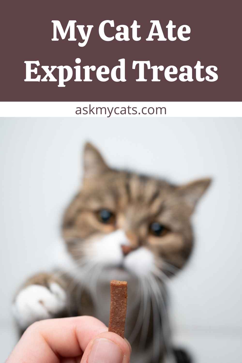 do-cat-treats-expire-are-expired-cat-treats-safe