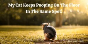 My Cat Keeps Pooping On The Floor In The Same Spot! How To Stop Them?