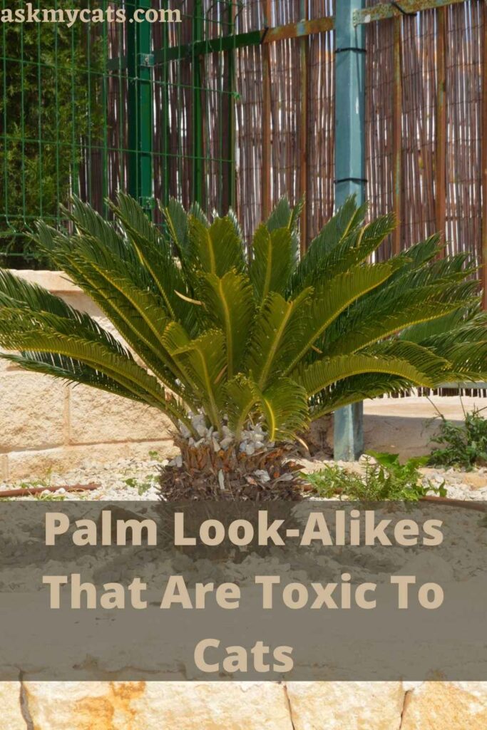 Palm Look-Alikes That Are Toxic To Cats
