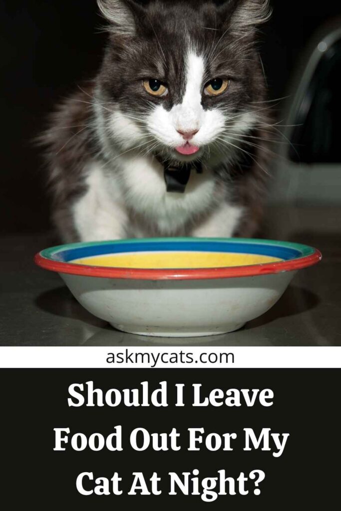 Should I Leave Food Out For My Cat At Night?