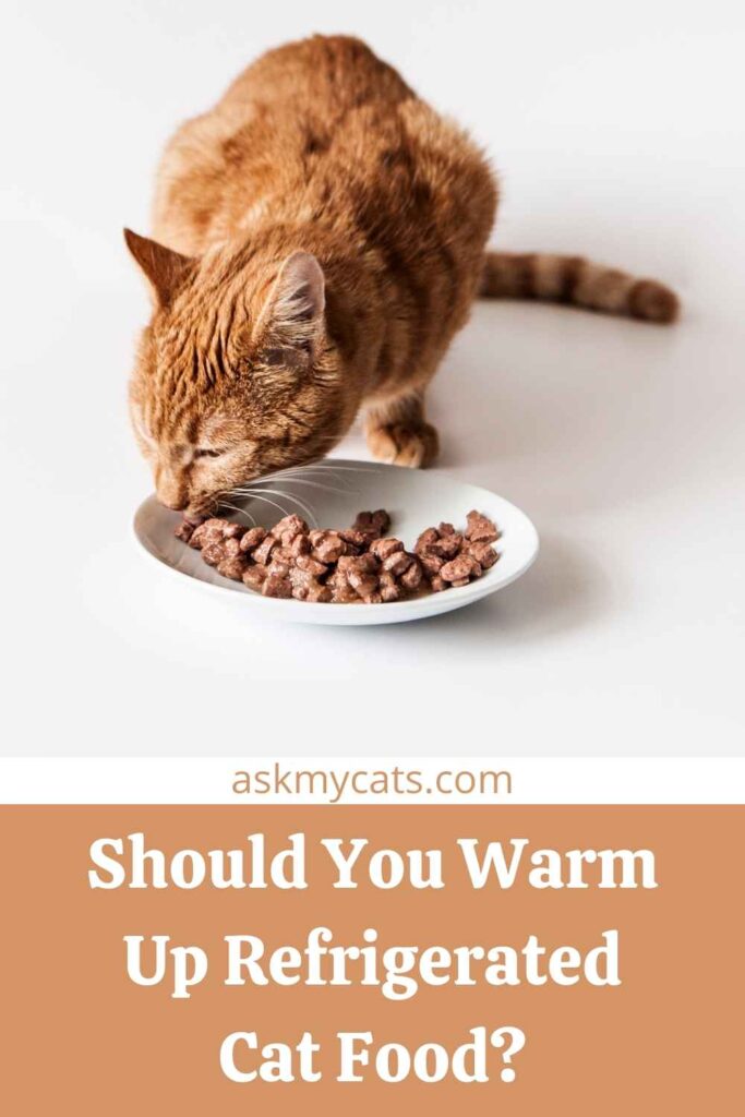 Should You Warm Up Refrigerated Cat Food?