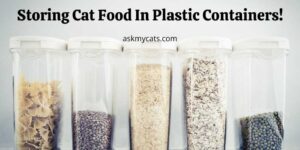 Storing Cat Food In Plastic Containers! Why Is It A Strict No?