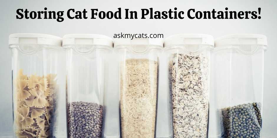 Storing 2025 cat food