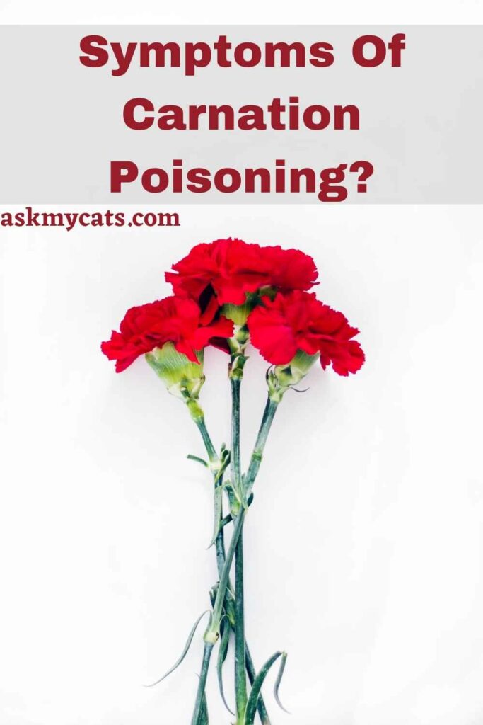 Symptoms Of Carnation Poisoning?