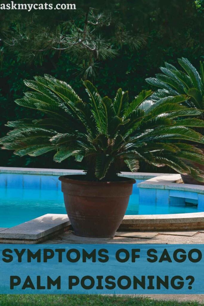 Symptoms Of Sago Palm Poisoning?