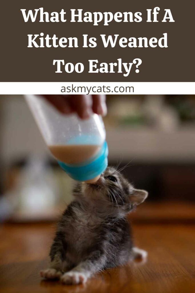 What Happens If A Kitten Is Weaned Too Early?