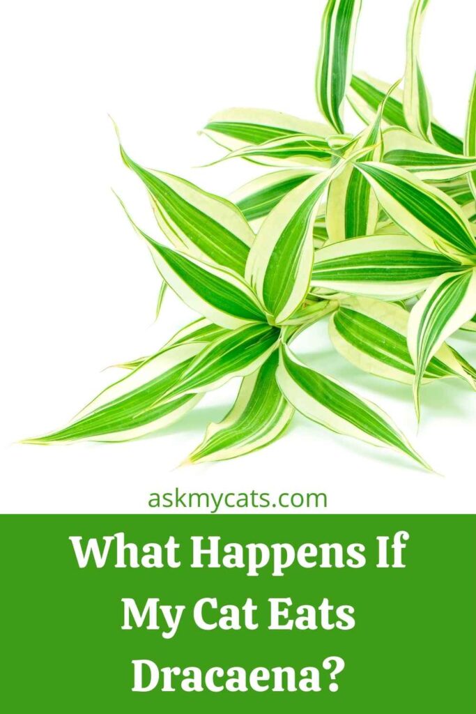 What Happens If My Cat Eats Dracaena?