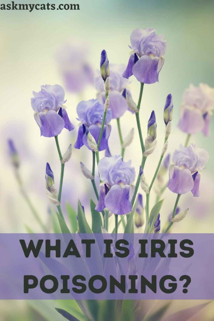 are iris plants poisonous to cats and dogs