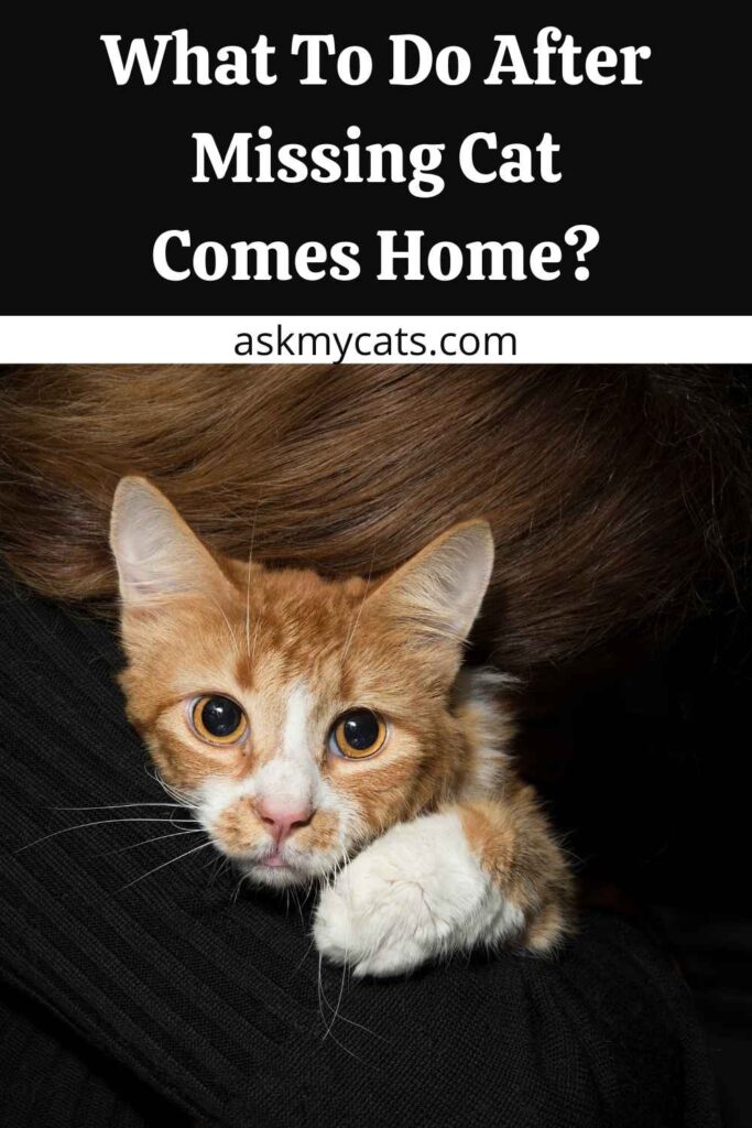 What To Do After Missing Cat Comes Home?