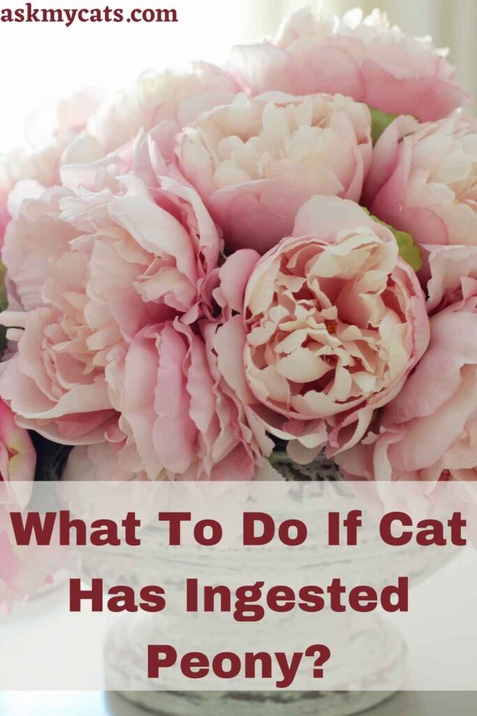 What To Do If Cat Has Ingested Peony?