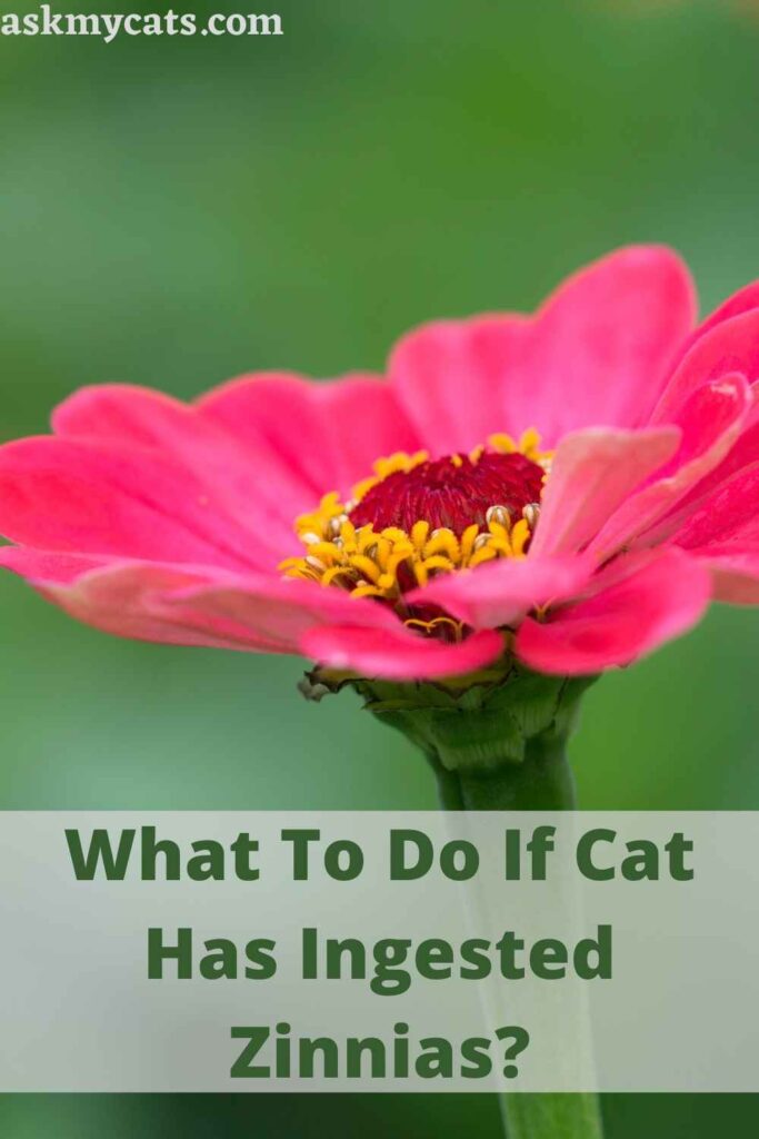 What To Do If Cat Has Ingested Zinnias?
