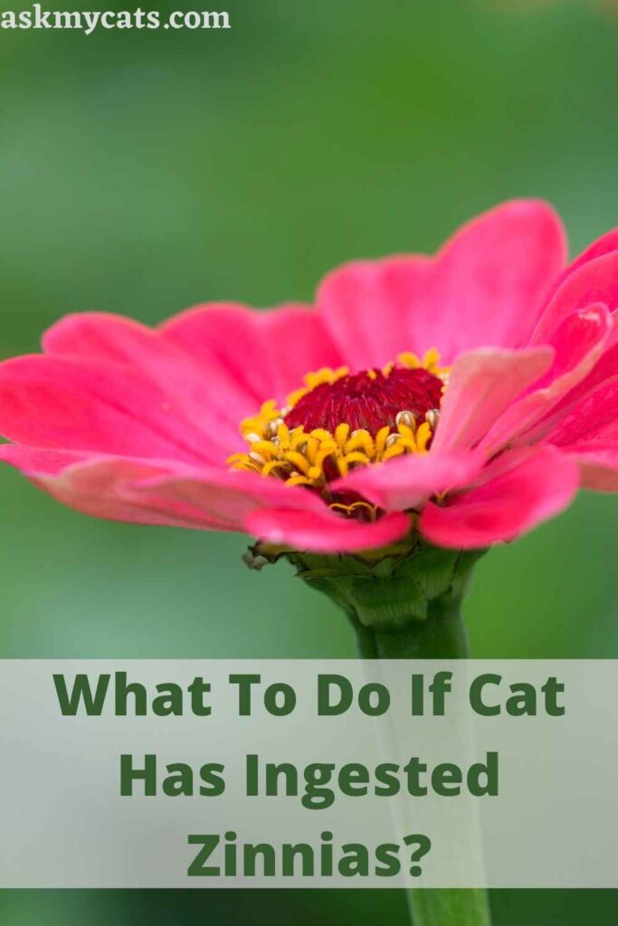 are zinnia plants poisonous to dogs and cats