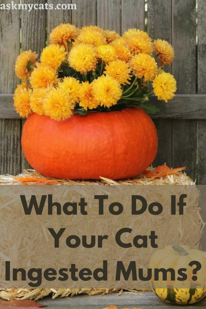 What To Do If Your Cat Ingested Mums?