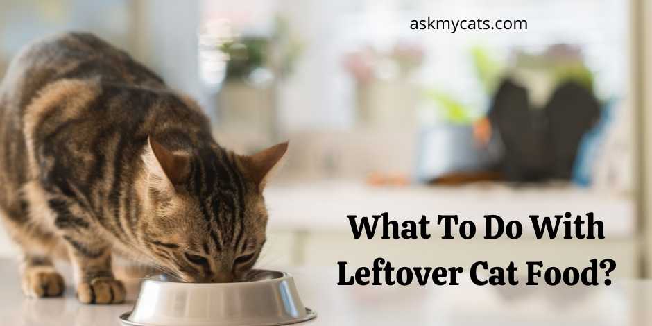 What To Do With Leftover Cat Food