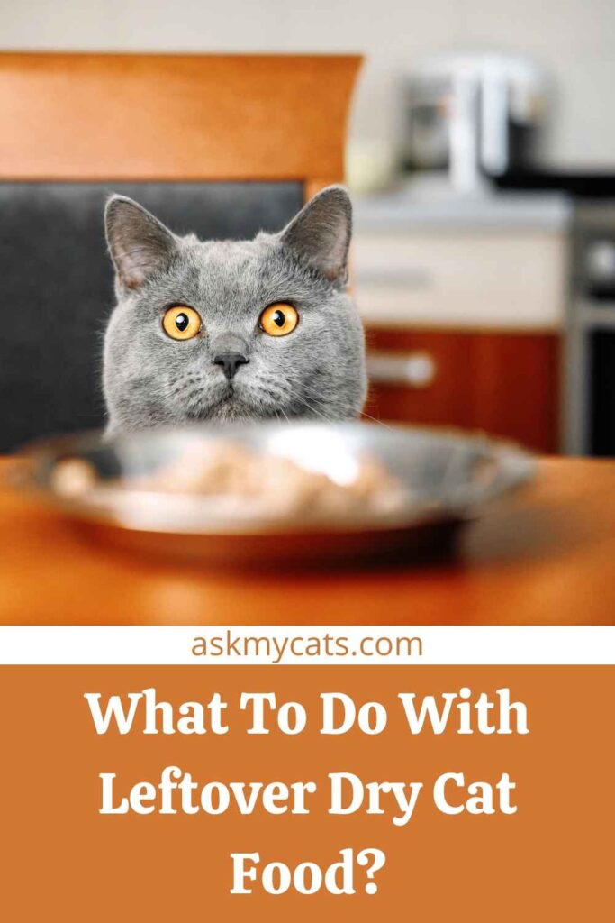 What To Do With Leftover Dry Cat Food?