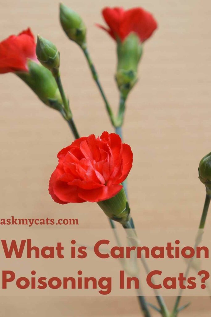 What is Carnation Poisoning In Cats?