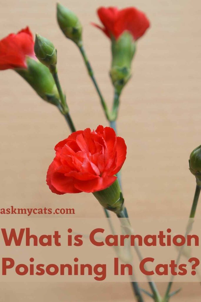 are pink carnations poisonous to cats