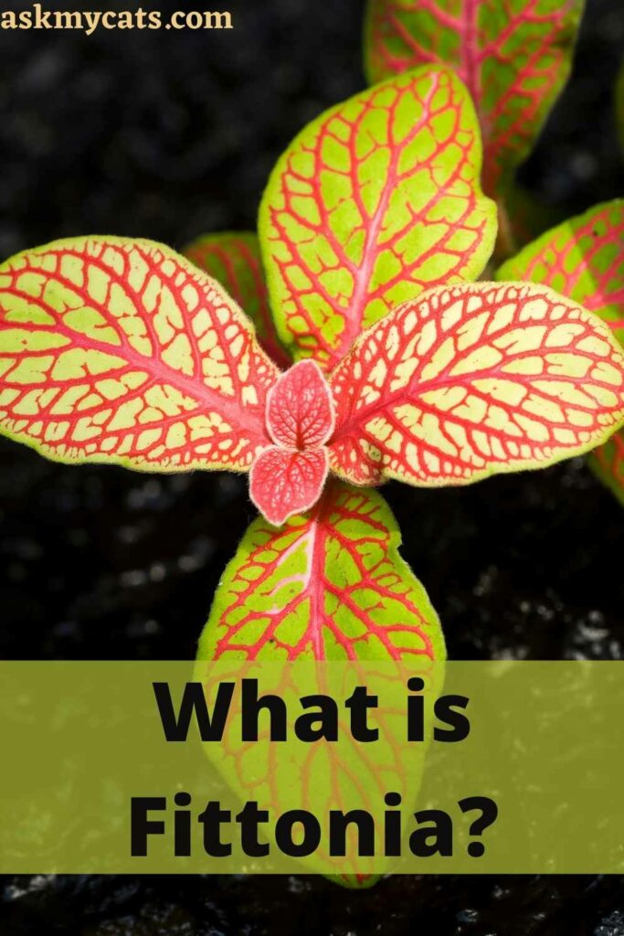 What is Fittonia?