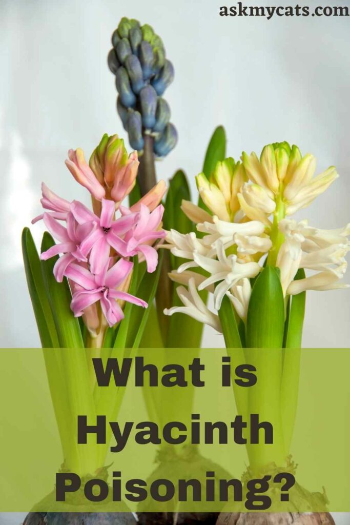 What is Hyacinth Poisoning?