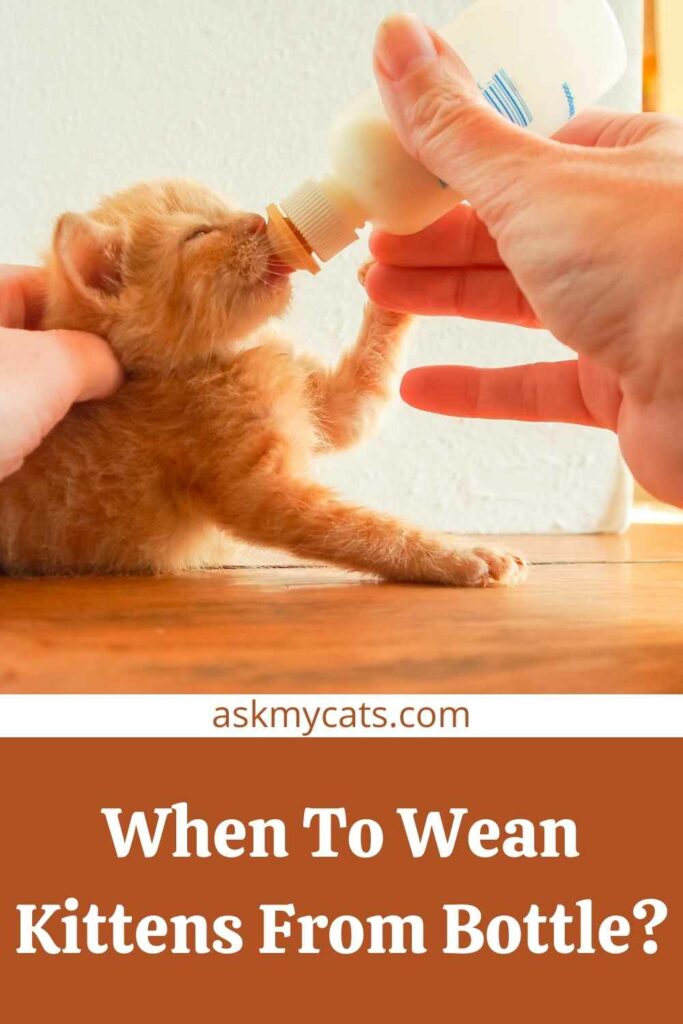 When To Wean Kittens From Bottle?