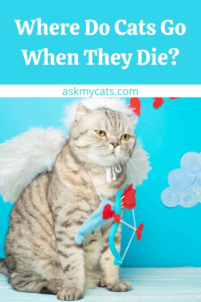 Where Do Cats Go When They Die?