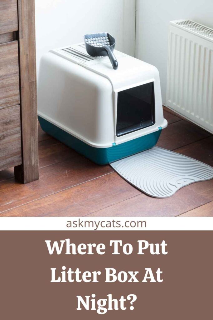 Where To Put Litter Box At Night?