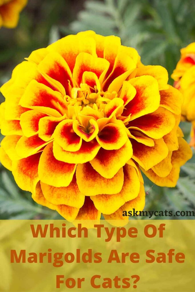 are african marigolds toxic to cats