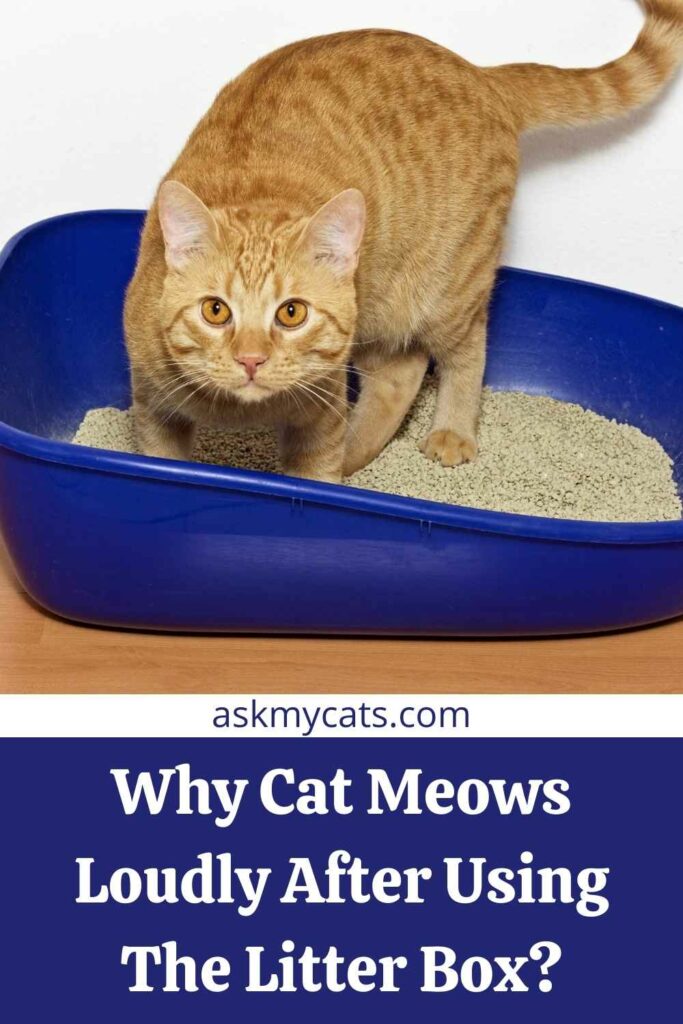 Why Cat Meows Loudly After Using The Litter Box?