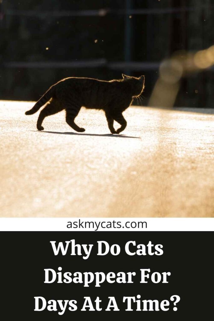 Why Do Cats Disappear For Days At A Time?