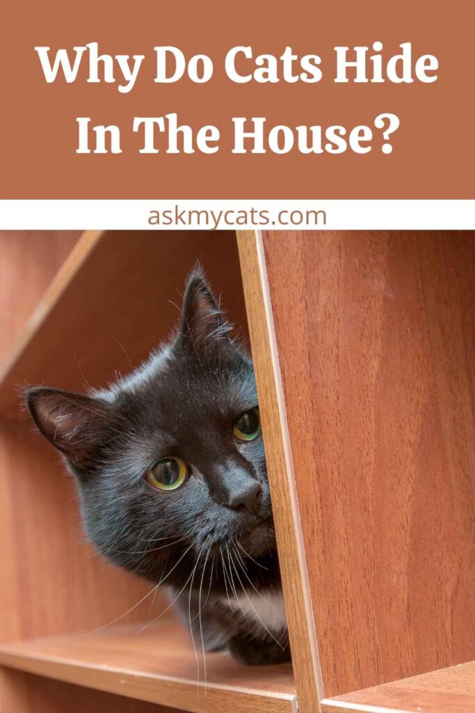 Why Do Cats Hide In The House?
