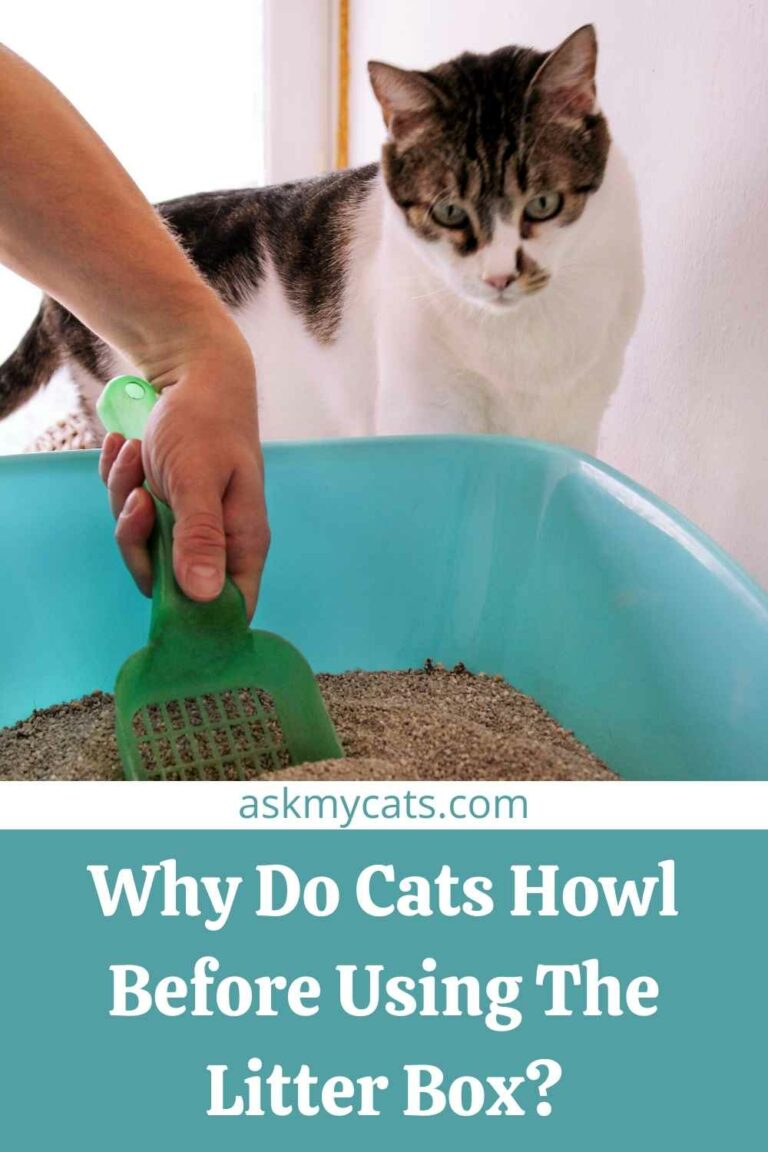 Why Does My Cat Howl Before/After Using The Litter Box?