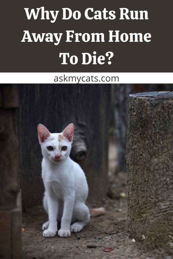 Why Do Cats Run Away From Home To Die?
