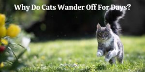 Why Do Cats Wander Off For Days? Where Do They Disappear?