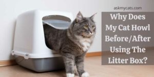 Why Does My Cat Howl Before/After Using The Litter Box?