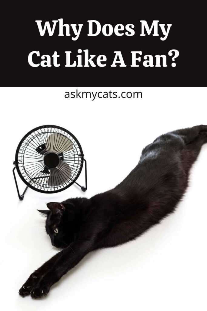 Why Does My Cat Like A Fan?