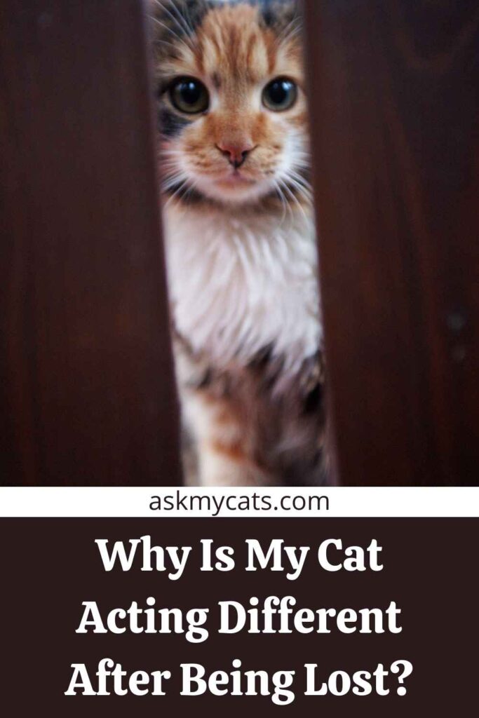 Why Is My Cat Acting Different After Being Lost?