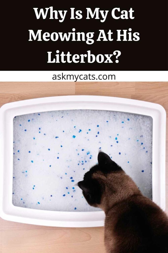 Why Is My Cat Meowing At His Litterbox?