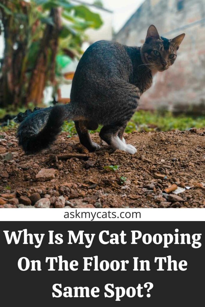 Why Is My Cat Pooping On The Floor In The Same Spot?