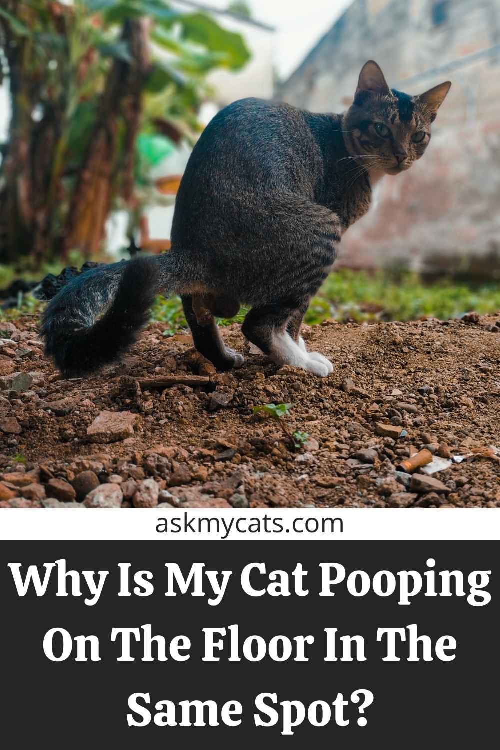 My Cat Keeps Pooping On The Floor In The Same Spot! How To Stop Them?